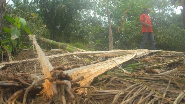 Jejak gajah liar di kebun warga. Foto: Siti Aisyah/acehkini