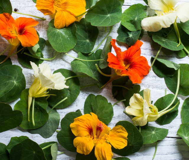 Mengenal Bunga-bunga yang Aman Dimakan dan Beracun (Bag. 1)