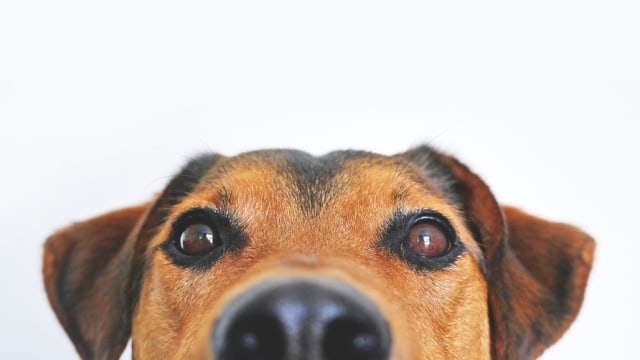 Anjing. Foto: LUM3N from Pixabay