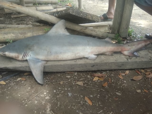 Ikan hiu yang ditemukan nelayab di Sungai Musi. Foto. Istimewa