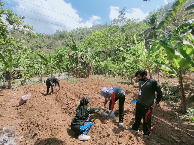 Proses penanaman bibit tanaman porang di salah satu lahan Desa Ngreco.