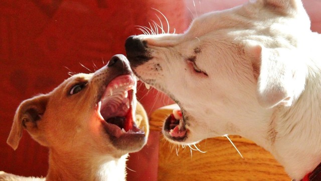 Gambar oleh Ulrike Mai dari Pixabay 