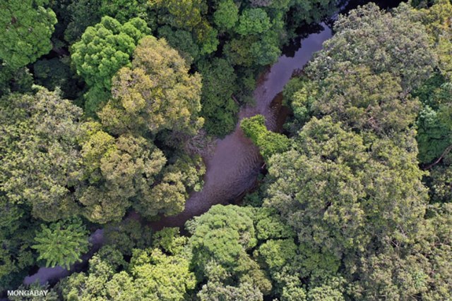 Hutan adat masyarakat Dayak Iban seluas 9.480 hektar di Dusun Sungai Utik, Desa Batu Lintang, Kecamatan Embaloh, Kabupaten Kapuas Hulu, Kalimantan Barat, keberadaannya telah diakui negara. Foto: Rhett Butler/Mongabay