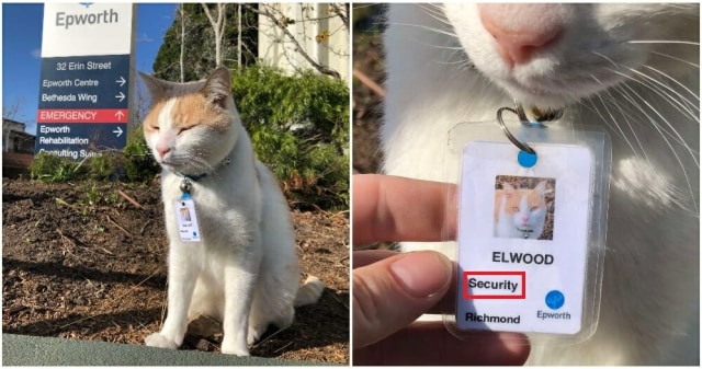 Seekor kucing bernama Elwood, diangkat menjadi penjaga rumah sakit di Australia.
 Foto: The Dodo