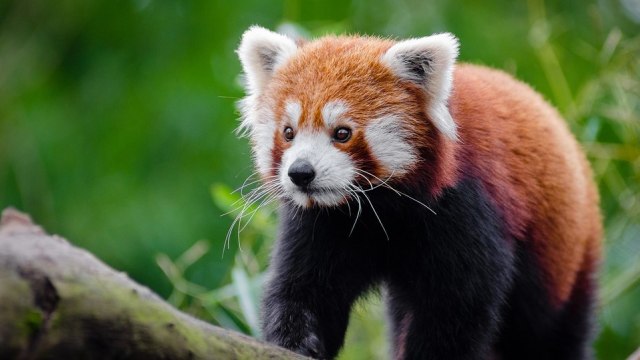 Panda Merah Himalaya. Foto: Pexels from Pixabay