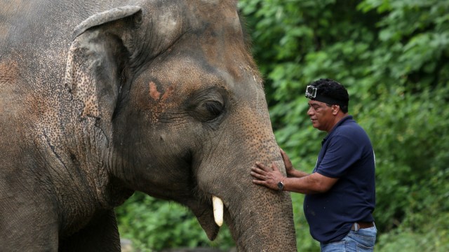 Amir Khalil, kepala pengembangan proyek di FOUR PAWS International, membius Kaavan, seekor gajah di Kebun Binatang Marghazar di Islamabad. Foto: SAIYNA BASHIR/REUTERS