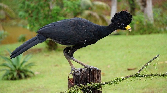 Burung Curassow. Foto: FINTANOBRIEN from Pixabay