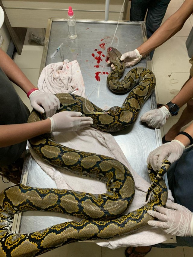 Penanganan medis dari tim dokter RSHP FKH UB. Foto: Istimewa