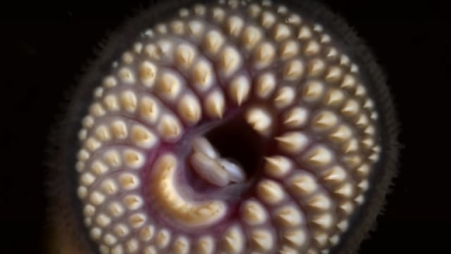 Lamprey. Foto: Screen Youtube Nat Geo WILD