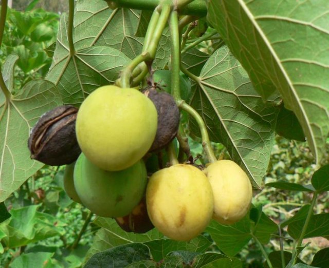 Jelaskan dampak positif pemanfaatan tumbuhan jarak terhadap kegiatan ekonomi masyarakat. Foto: Cirad