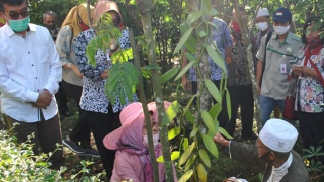 Pengembangan budidaya vanili di Randuacir, Salatiga, yang didukung oleh Kementan. Foto: Kementan RI
