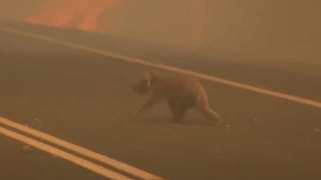 Seekor Hewan Sedang Menyelamatkan Diri dari Kebakaran Hutan di Australia. Foto: Screen Youtube WSLS 10