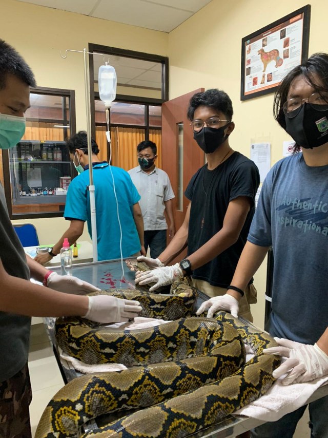Kondisi terbaru ular piton terlantar peliharaan Taman Rekreasi Kota milik Pemkot Malang usai dirawat tim medis RSHP UB. Foto/RSHP UB.