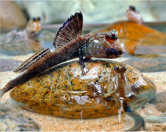Ilustrasi ikan gelodok. Foto: Istimewa. 