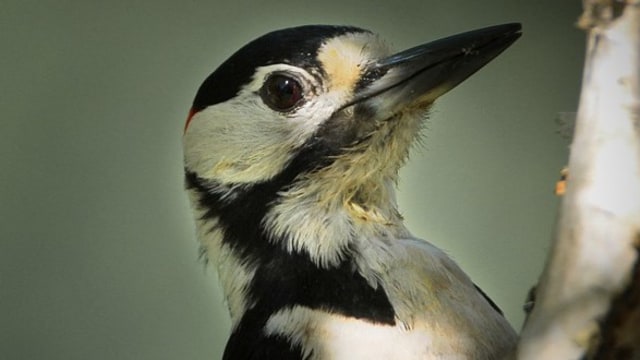 Burung Pelatuk. Foto: Carola68 from Pixabay