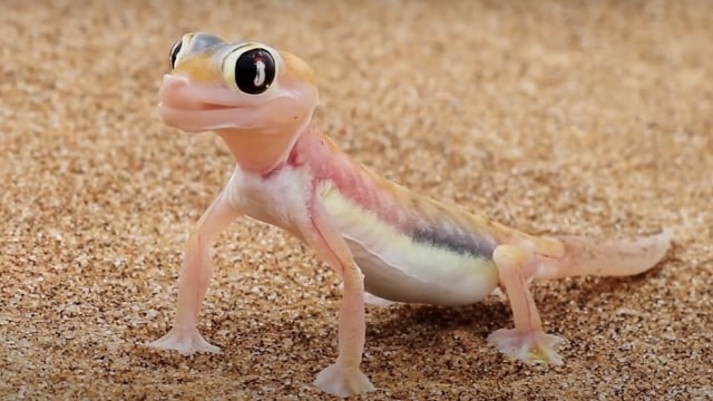 Tokek Kaki Jaring Nambia. Foto: Screen Youtube Africa Luxury Travel and Wildlife