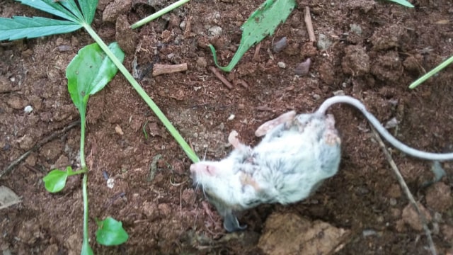 Tikus teler setelah makan daun ganja Foto: Facebook Colin Sullivan