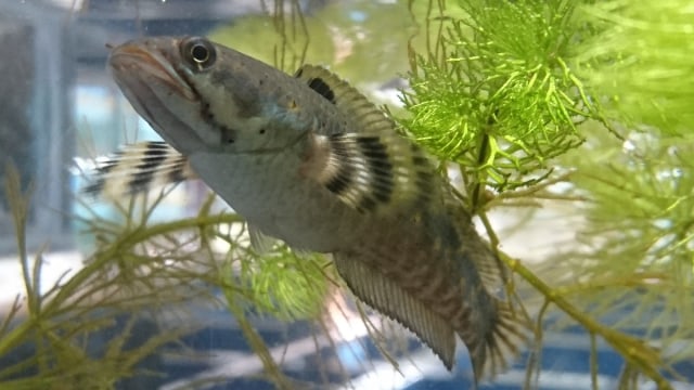 Ikan channa di sebuah toko ikan hias di Jogja. Foto: Widi Erha Pradana. 