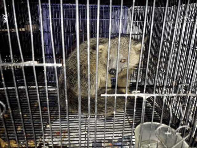 Barang bukti satwa liar yang diamankan dari pelaku perdagangan satwa ilegal di Malang. Foto: Pro Fauna