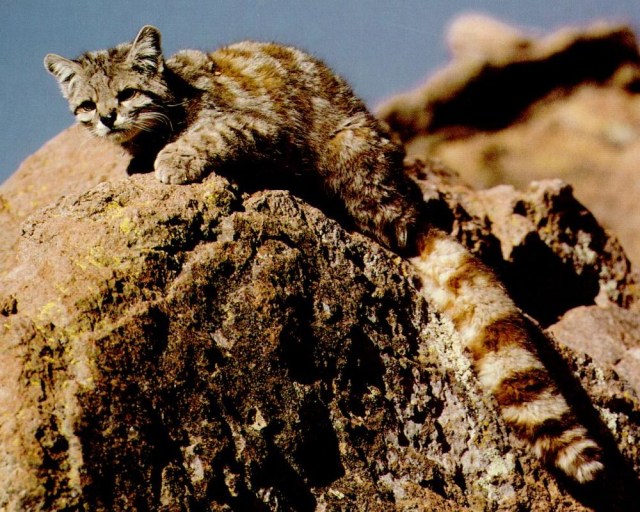 Beautiful Andean Cat | Sumber: Lupo. Wikimedia Commons
