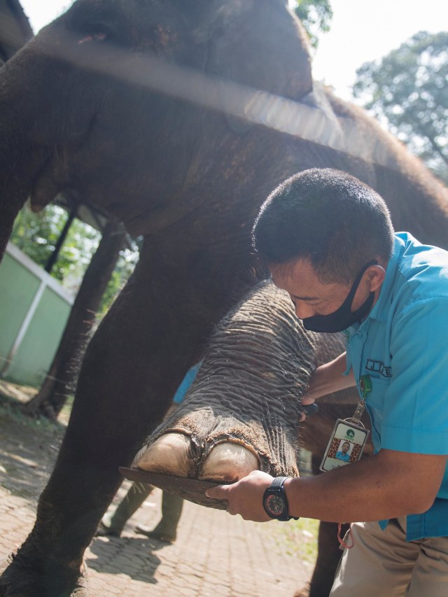 Pawang gajah (keeper) membersihkan kuku dan telapak kaki seekor gajah Sumatera saat perawatan satwa di Kebun Binatang Bandung, Jawa Barat, Senin (14/9). Foto: ANTARA FOTO/M Agung Rajasa/wsj.