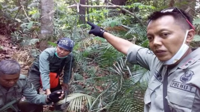 Tim Gabungan Ditjen Gakkum dan Balai TN Bukit Tiga Puluh bersihkan jerat yang dipasang pemburu untuk menangkap satwa dilindungi di dalam kawasan TN Bukit Tiga Puluh. Foto: KLHK