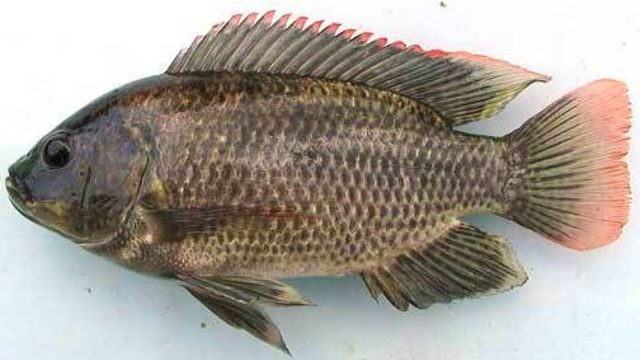 Ilustrasi ikan nila. Foto: Pinterest