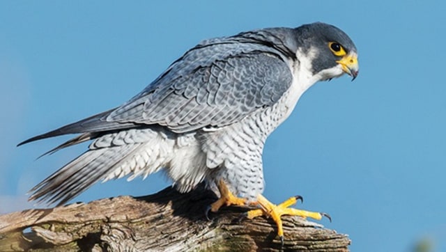 Peregrine falcon atau Alap-alap kawah. Foto: National Wildlife Federation