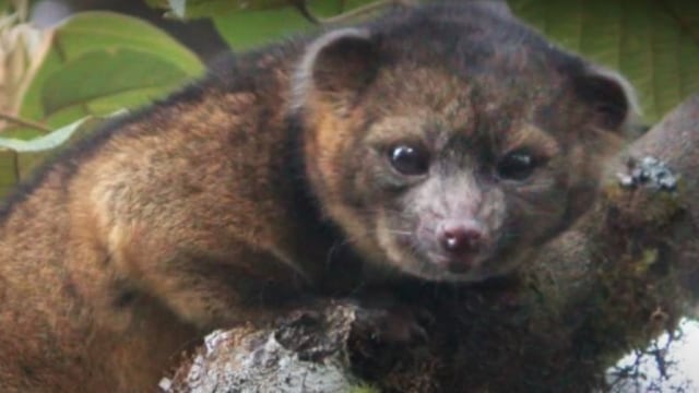 Olinguito. Foto: Screen Youtube BBC News Mundo 