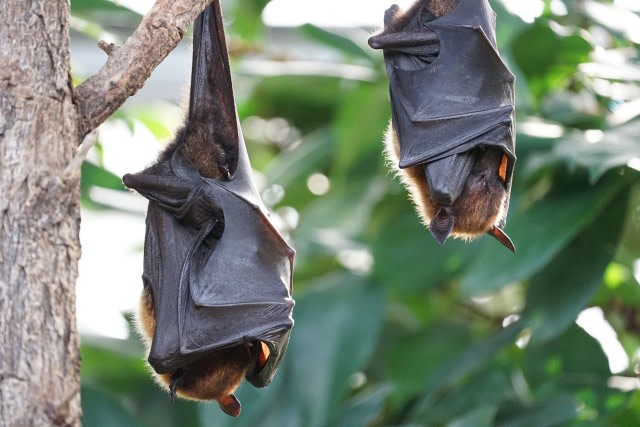 Ilustrasi kelelawar (Foto: Pixabay)