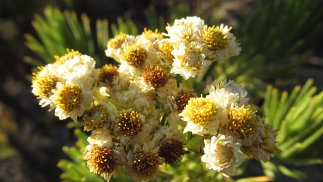 Bunga edelweis. (Foto: Wikimedia Commons)