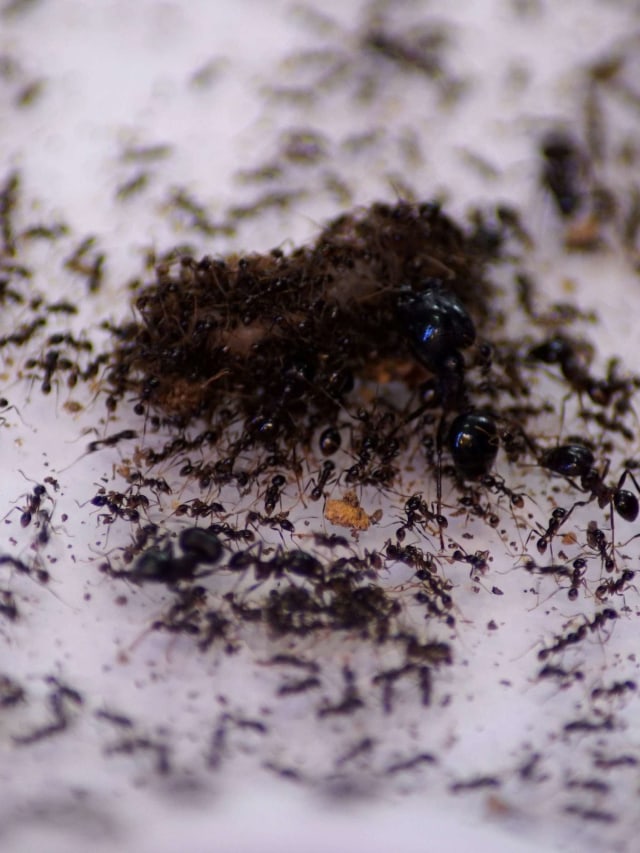 Kerumunan semut di dalam formikarium yang dijual di toko Just Ants di Singapura. Foto: Joseph Campbell/Reuters