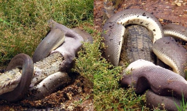 Ular piton zaitun di Australia memakan buaya air tawar. Foto: GG Wildlife Rescue Inc via Facebook