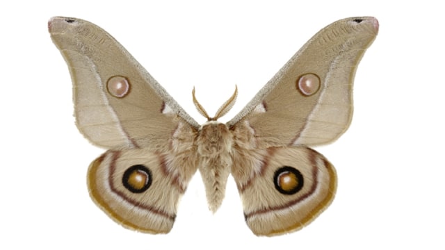Wikimedia Commons