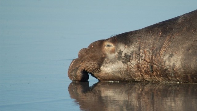 Anjing Laut Gajah. Foto: 12019 from Pixabay