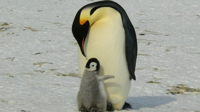 Penguin Kaisar. Foto: MemoryCatcher from Pixabay