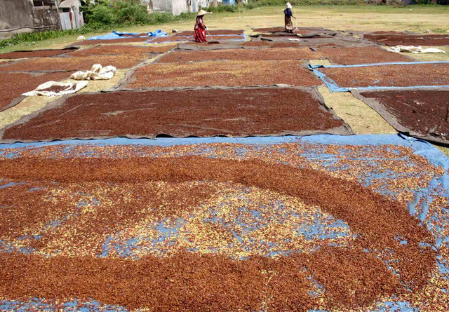 Pekerja menjemur cengkih di Kecamatan Somba Opu, Kabupaten Gowa, Sulawaesi Selatan, Kamis (3/9/2020). Foto: Arnas Padda/Antara Foto
