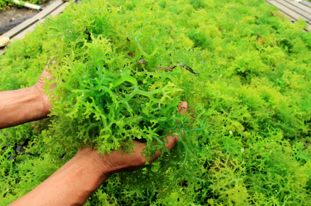 Seorang pekerja menjemur hasil panen rumput laut di Desa Tadui, Mamuju, Sulawesi Barat, Rabu (19/8/2020). Foto: Akbar Tado/Antara Foto
