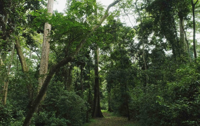 Jejak terlihat di Mpanga Forest Reserve, Uganda, hutan hujan yang sekarang beregenerasi setelah didegradasi oleh penebang liar, petani dan penduduk desa. Foto: Asaph Kasujja/REUTERS