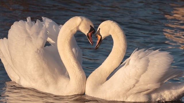 Sepasang Angsa. Foto: JulieMimages from Pixabay