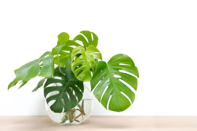 Monstera Deliciosa Foto: Shutterstock