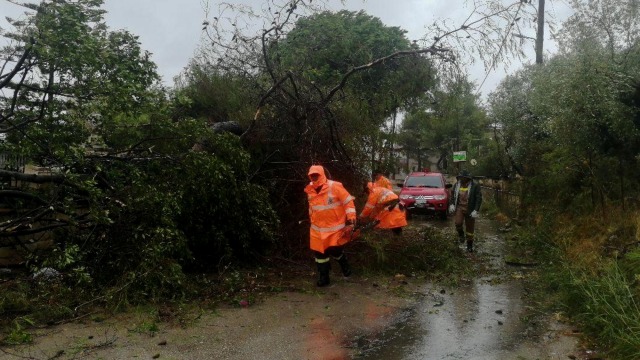 Petugas pemadam kebakaran menyingkirkan pohon tumbang dari jalan di pulau Zakynthos, usai badai Mediterania melanda Yunani barat, Jumat (18/9). Foto: Eurokinissi via REUTERS