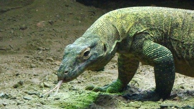 Komodo. Foto: skeeze from Pixabay