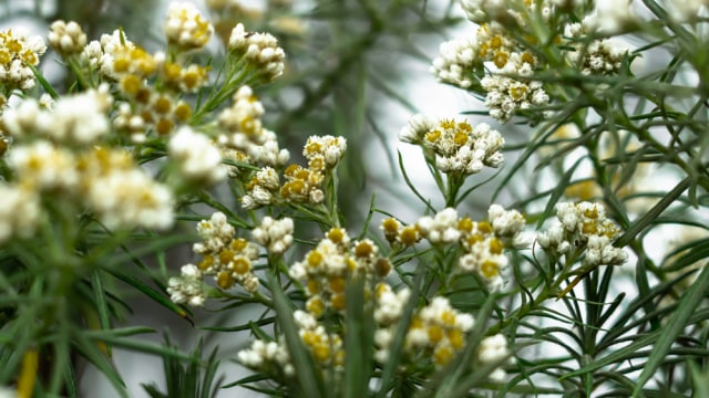 Bunga edelweis yang sedang bermekaran Foto: Shutter Stock