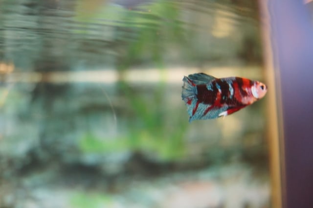 Ikan cupang jenis giant betta yang dibudidayakan di Yared Betta oleh Jeconiah Lukandow, Sabtu (19/9) | Foto: Dimas Prasetyo/Lampung Geh