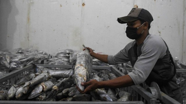 Pekerja mengecek produk perikanan hasil Usaha Kecil dan Menengah (UKM) nelayan yang akan diekspor menuju Dongguan, China pada Gudang pendingin di Muara Baru, Penjaringan, Jakarta, Sabtu (13/6/2020). Foto: M RISYAL HIDAYAT/ANTARA FOTO