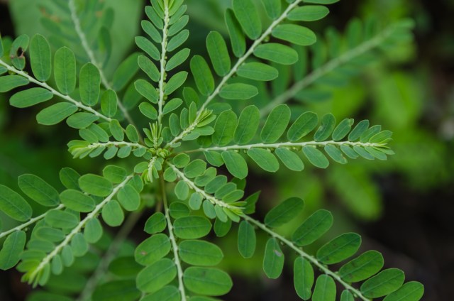 Ilustrasi definisi dari sifat totipotensi. Foto: Shutterstock