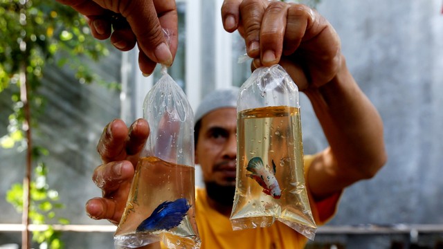 Petani membungkus ikan cupang hias hasil budidaya rumahan untuk dijual di Desa Doy Ulee Kareng, Banda Aceh, Aceh, Minggu (20/9). Foto: Irwansyah Putra/ANTARA FOTO