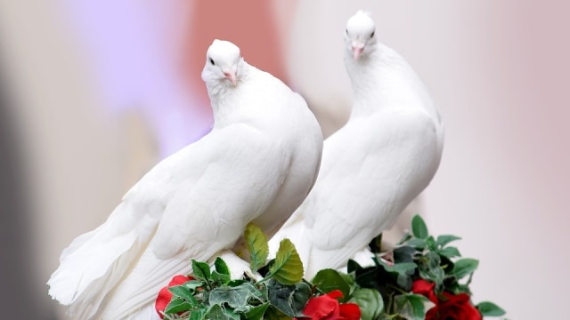 Sepasang Merpati. Foto: Rothart from Pixabay