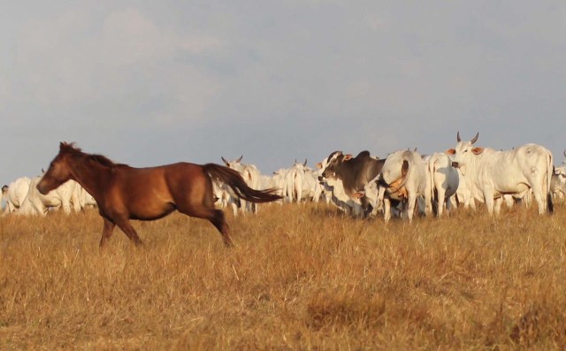 Foto: Dok. Pribadi Asro Kamal Rokan